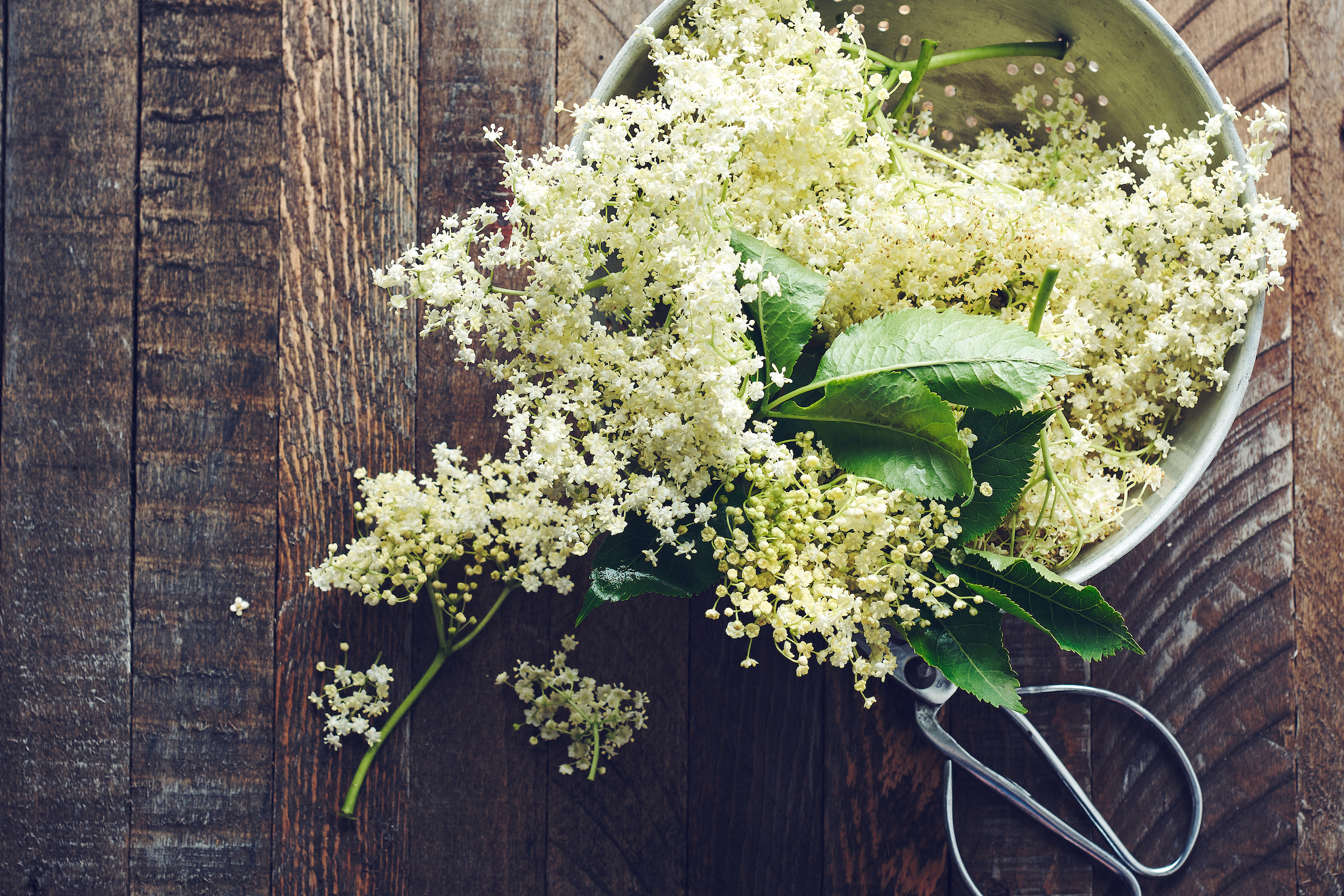 holunderbluete-1770249869