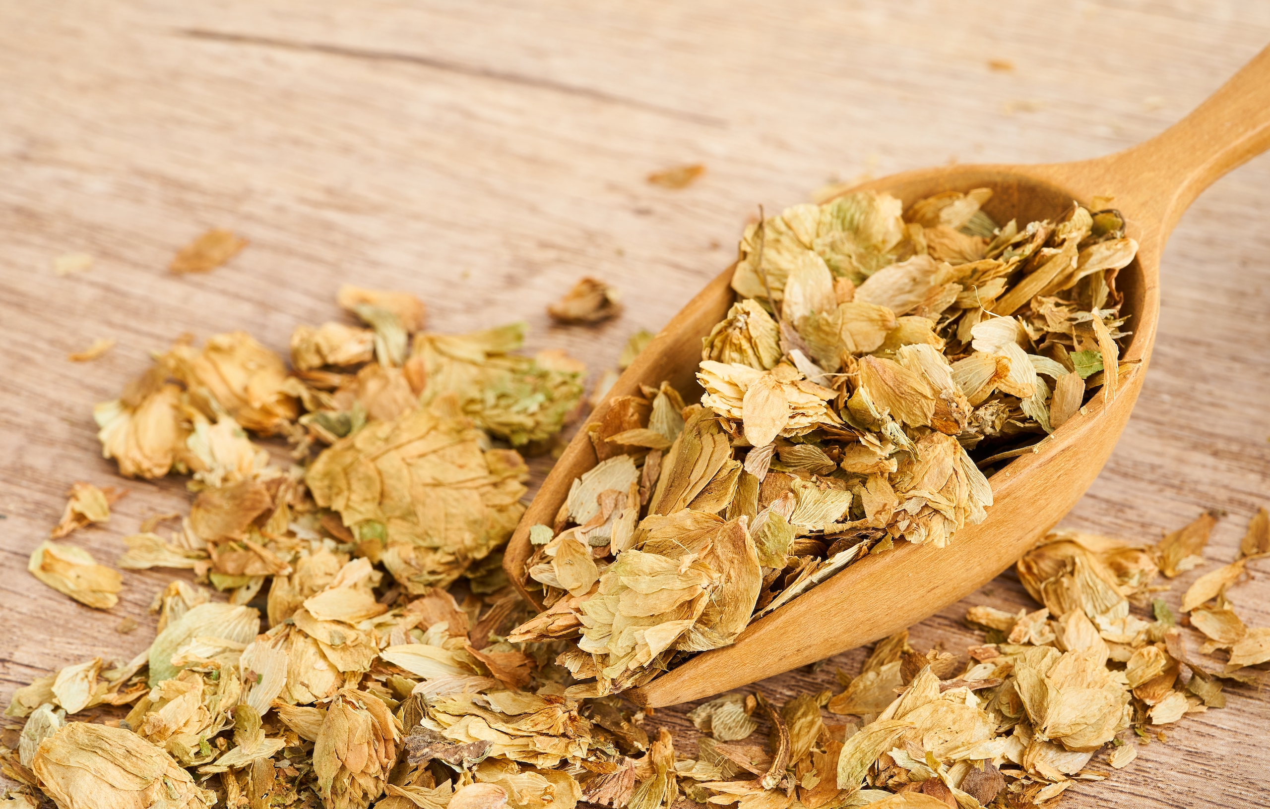 hopfenzapfen-2316625075