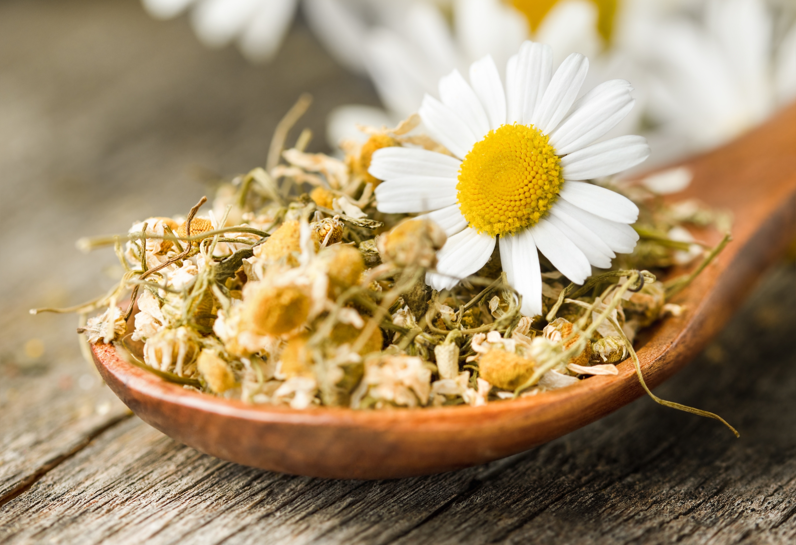 kamillenbluete-2333653045