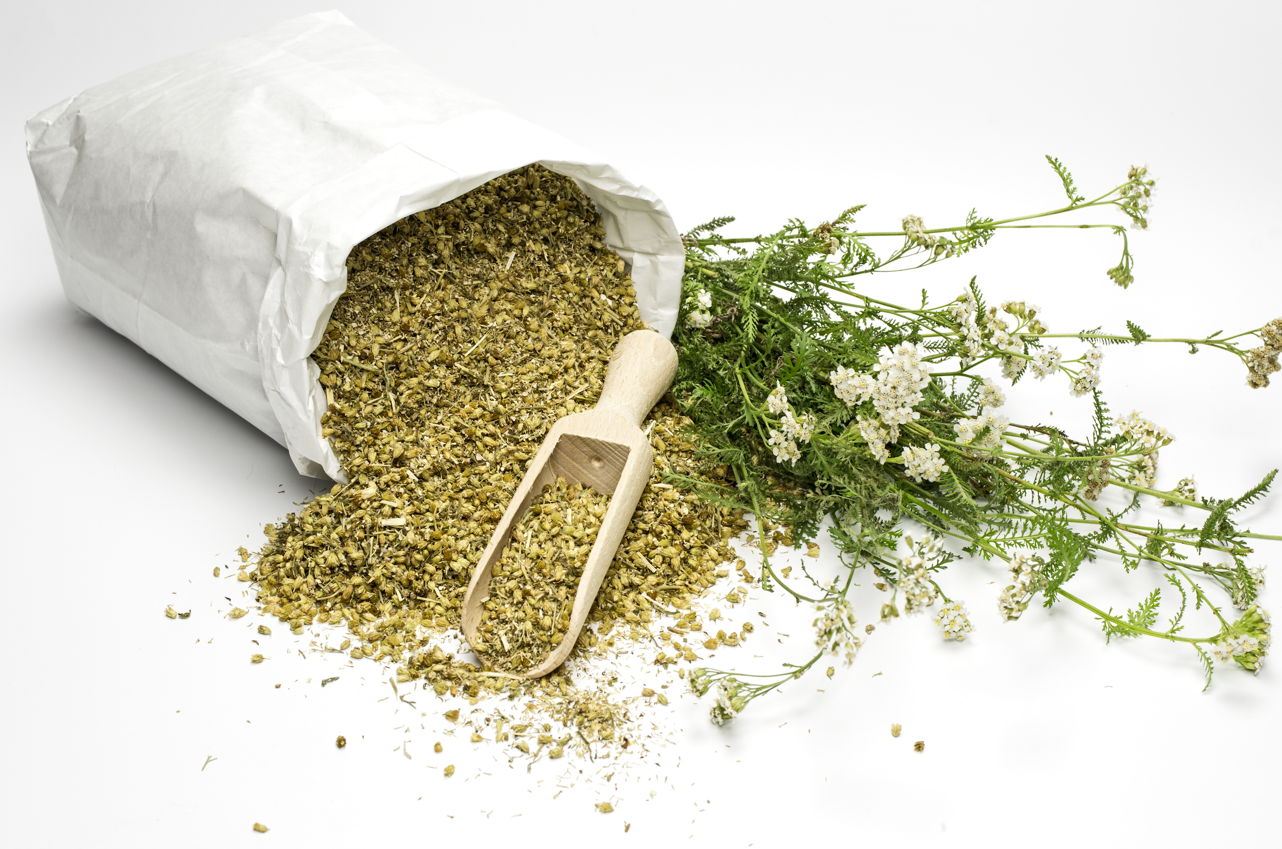 schafgarbenkraut-160707281